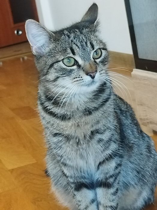 Przepiękny Ramzes do adopcji