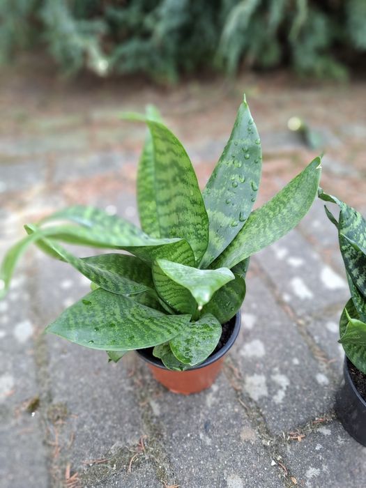 Sansevieria green hahnii