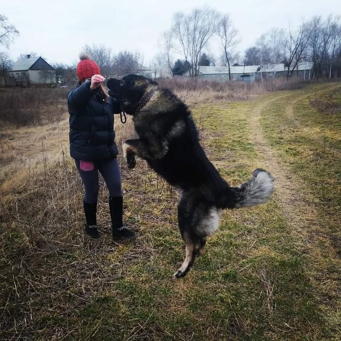 Кавказская овчарка КСУ кобель для вязки