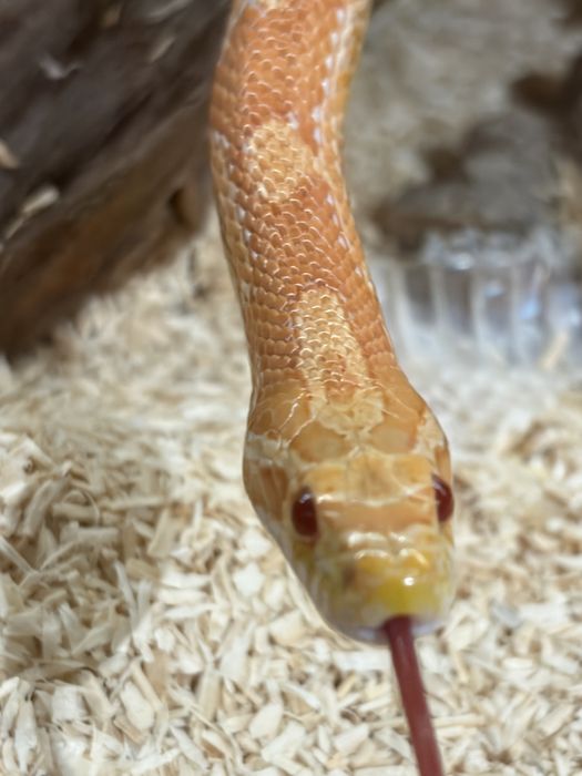 Wąż zbożowy samiec 6lat oddam za darmo