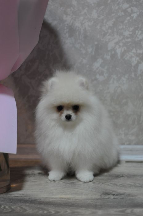 ТОПовые мини мишки