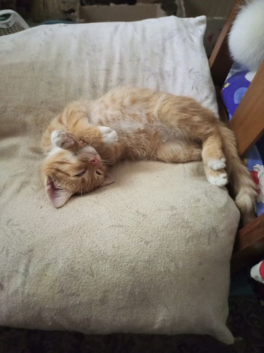 Котенок бесплатно