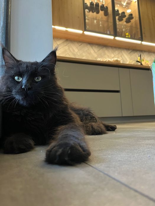 Kocurek Oreo Maine coon