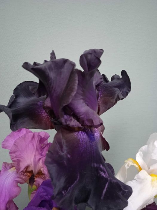 Високі крупні бородаті іриси петушки  клубні