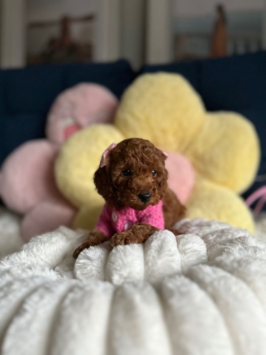 Piękna Suczka Pudel Toy! Badania Genetyczne!