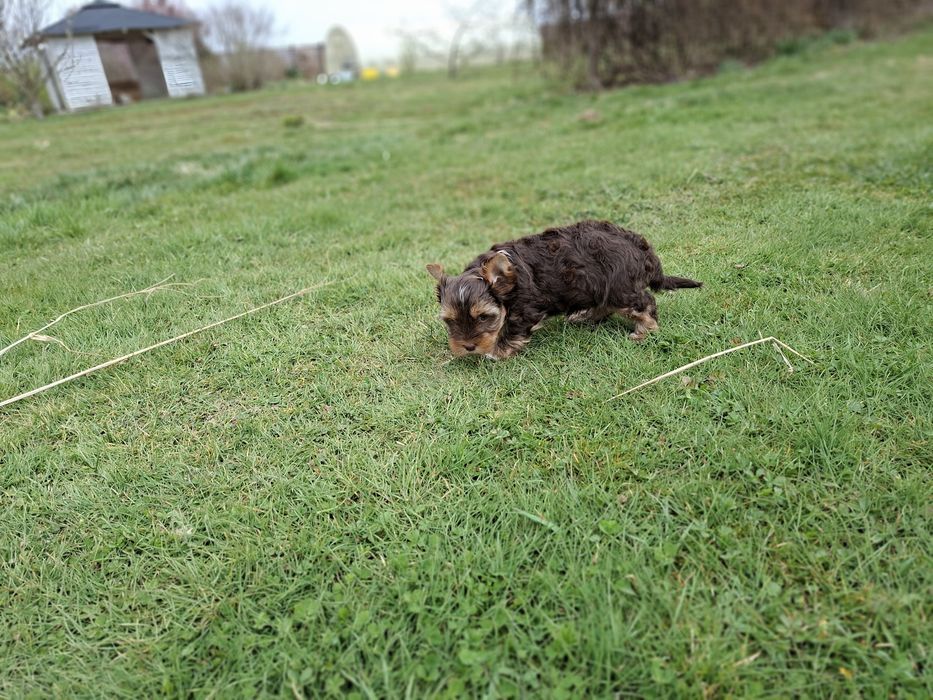 York Piesek Rodowód