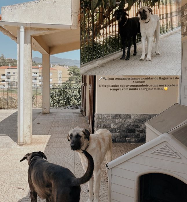 Petsitting na zona de Cascais