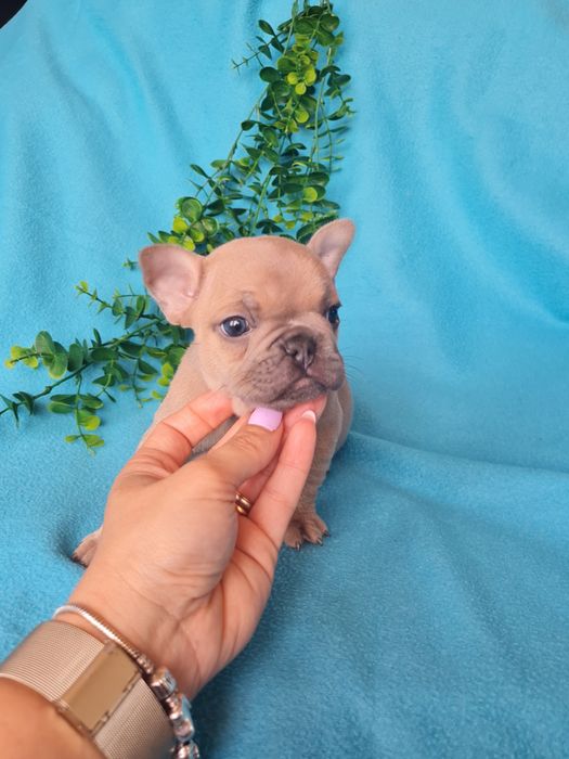 Estupenda menina Bulldog/Bouledogue Francês de Qualidade