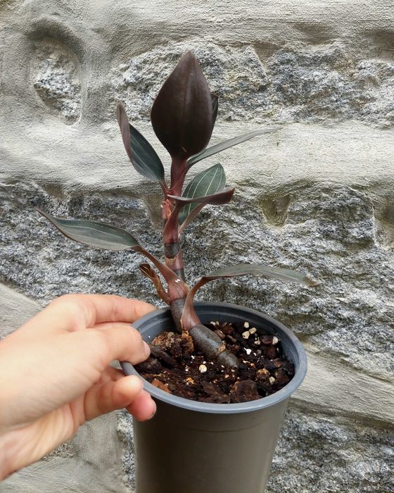 Planta Ludisia discolor