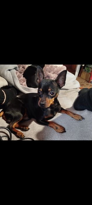 Той тер'єр, Красунчик для в'язки