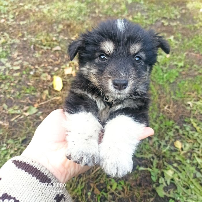 Цуценята, собачка