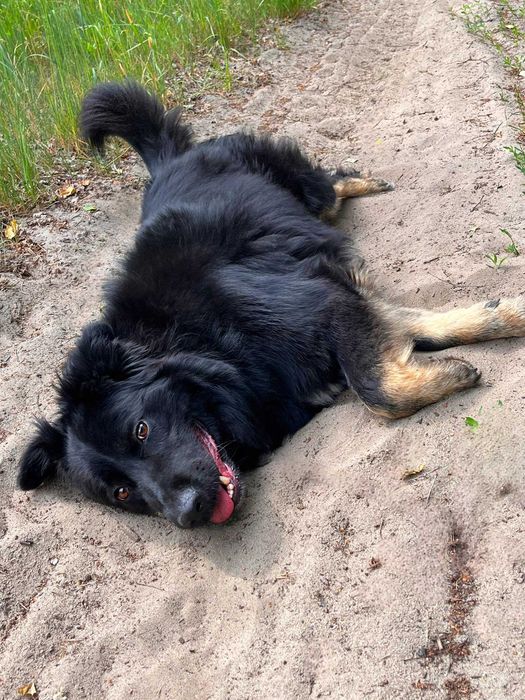 PIORUN w schronisku w lututowie