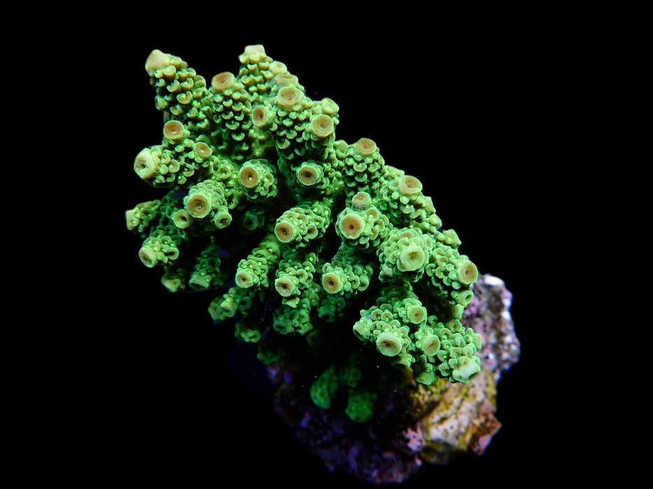 Acropora florida