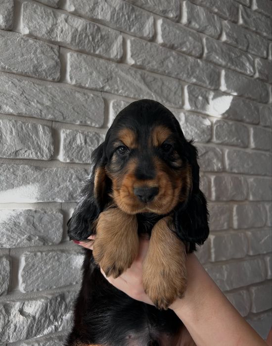 Cocker Spaniel Angielski
