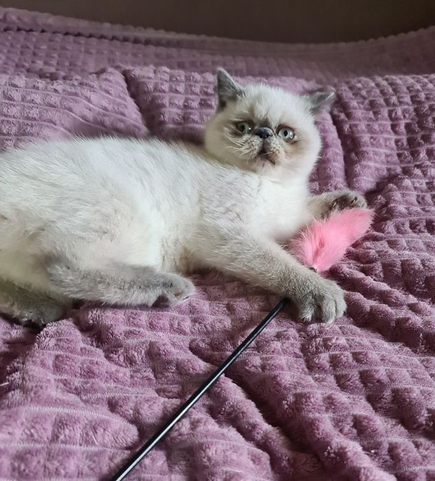 Кицюня-гарнюня  екзотик.