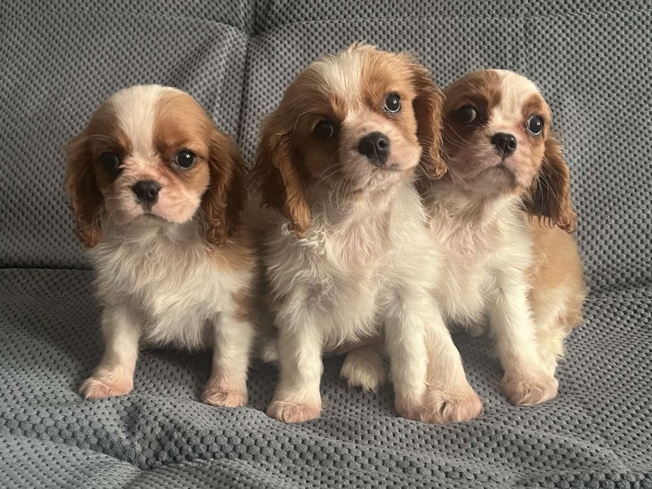 Мальчик кавалер кинг Чарльз спаниель