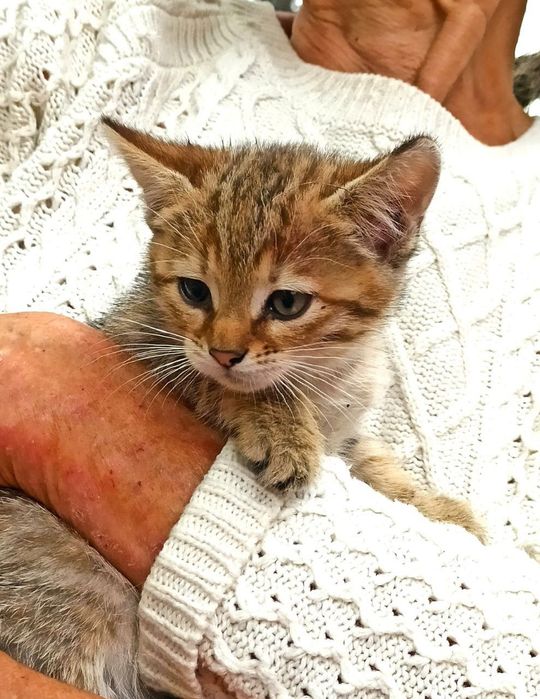 Котята котики отдам пушистый котенок