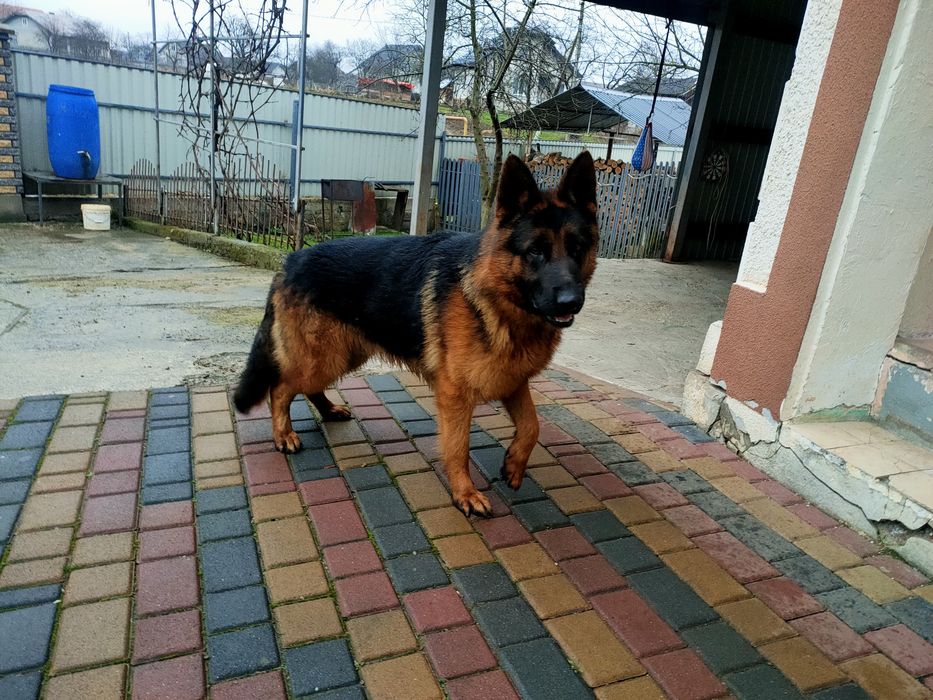 Молодий кобель на в'язку
