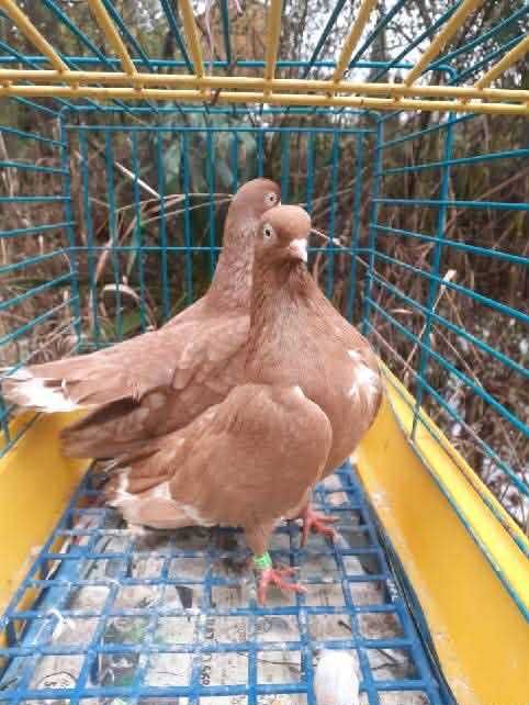 LENTACZE  Żarowy Tulski czerwone i żółte pary