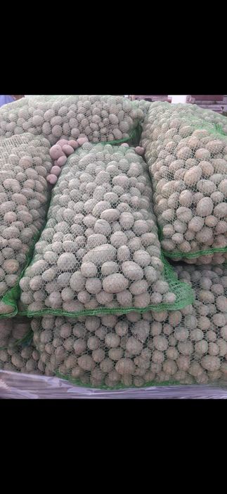 Sprzedam ziemniaki paszowe 20 gr