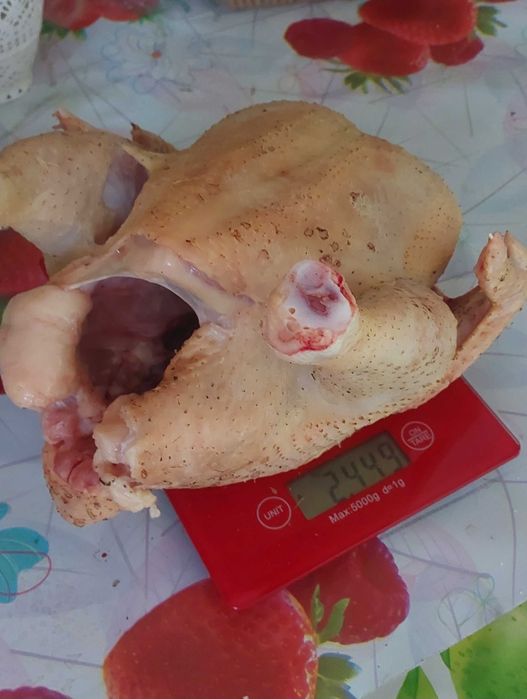 Курчата Бройлери