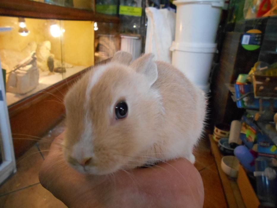 Królik króliki miniaturki barany angor karzełek teddy hermelin