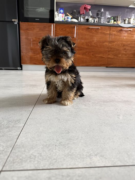 Yorkshire terrier