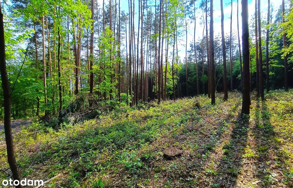 Działki budowlane wśród sosen | Grabnik k/Krasnobrodu | Roztocze