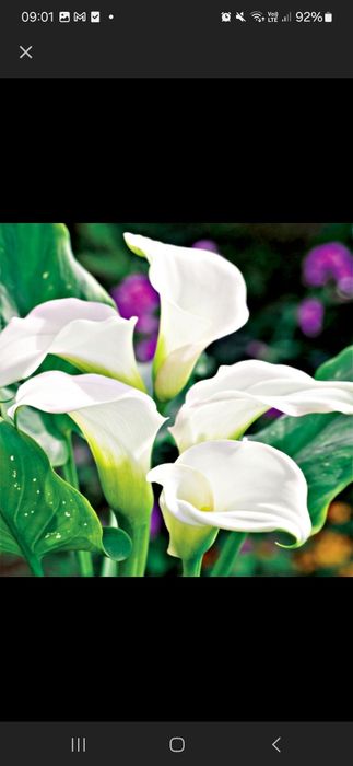 Zantedeschia Calla Kalla Kalia Biała 1 szt Cebulki kwiatowe bulwy