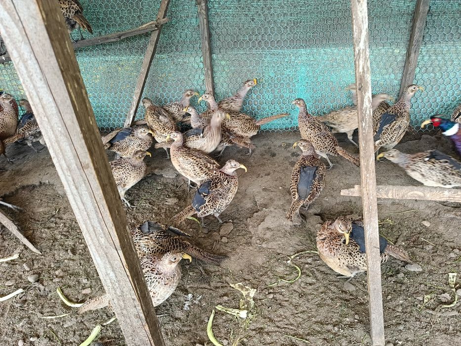 Bazanty kury polne łowne koguty