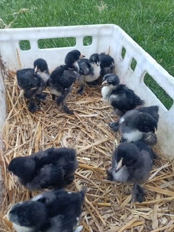 Kurczaki=kury Brahma Kuropatwiana. Rezerwacja