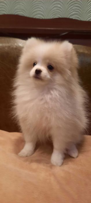 Померанский шпиц