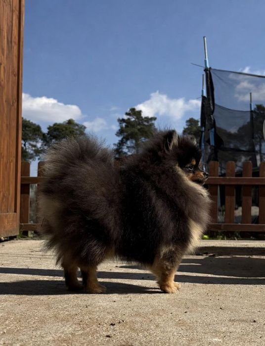 Szpic miniaturowy/Pomeranian BezoweLove ZKwP FCI