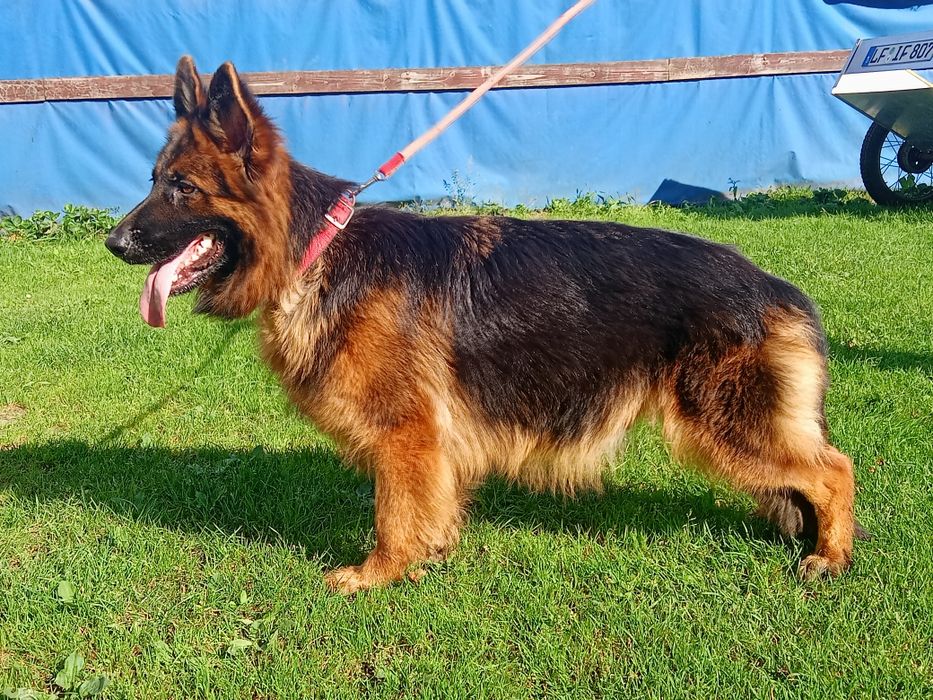 Owczarek niemiecki długowłosy suka