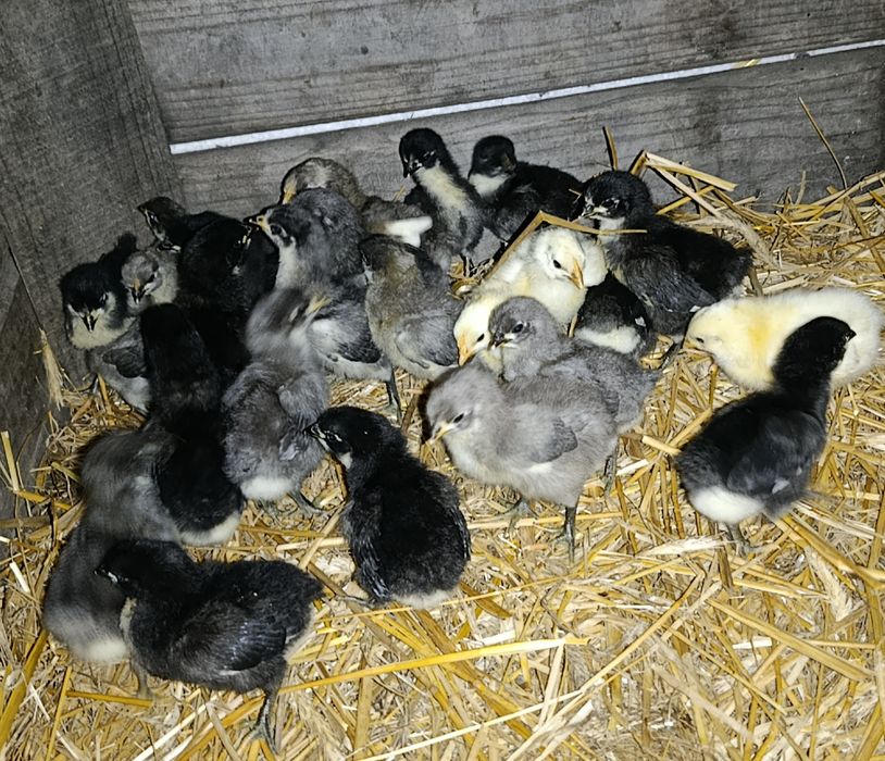 Pisklaki  australorp