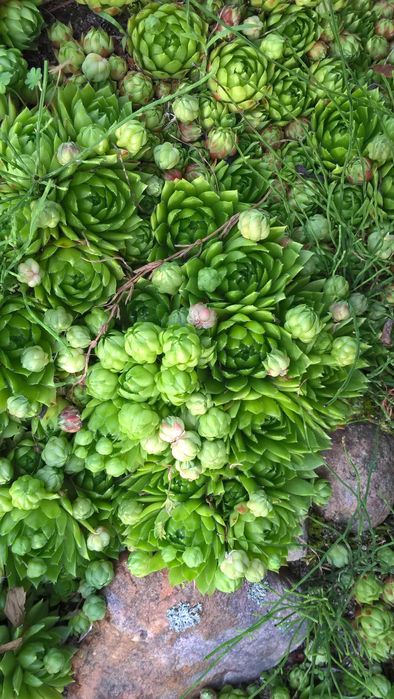 ROJNIK sukulent na skalaniak, do ogrodu podziękowanie dla gości