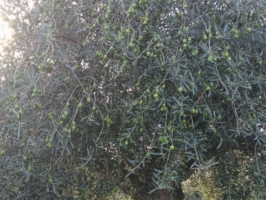 Vendo azeite da minha colheita