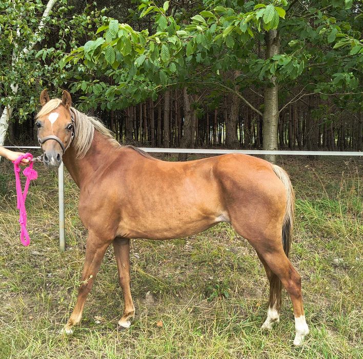 Sprzedam kuca do hodowli