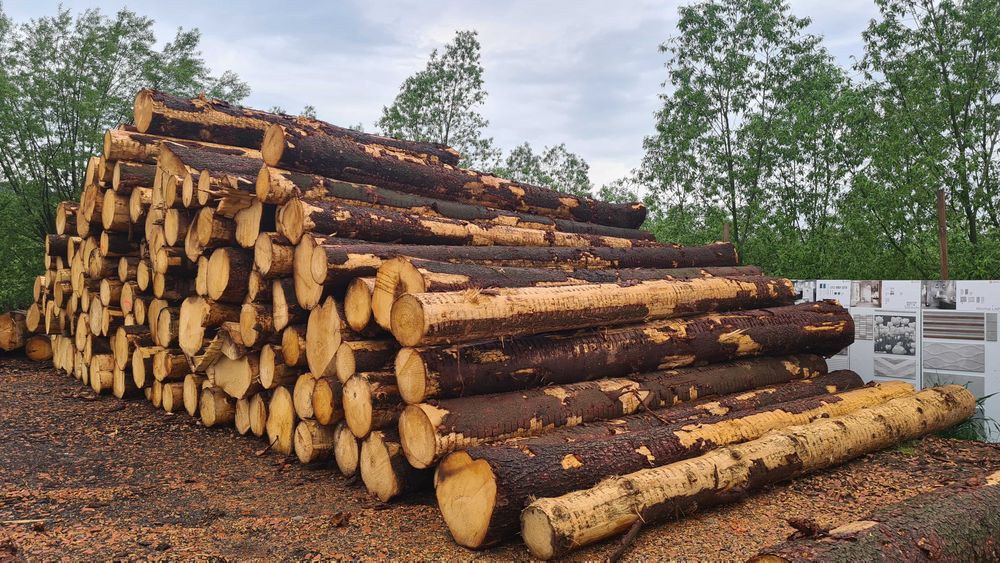 Drewno Tartaczne oraz paletowe