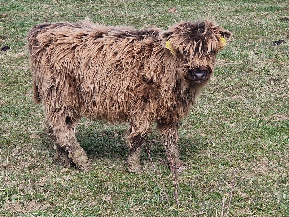 Bydlo Highland Cattle.
100% rasy.
Zadbane, dostojne
