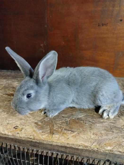 Кролики (хлопці)