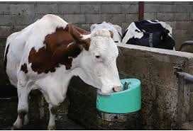 Poidło podgrzewane La Buvette LAKCHO 24V/50W dla bydła i koni