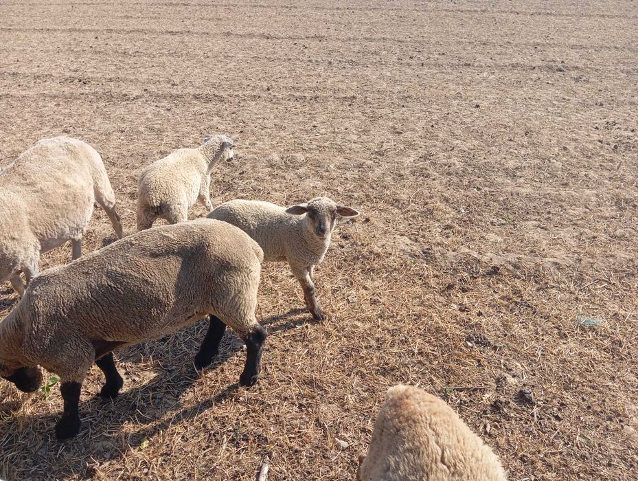 Casal de borregos cruzados de suffolk com inra 401 . Animais bons para criacão ou para abate .