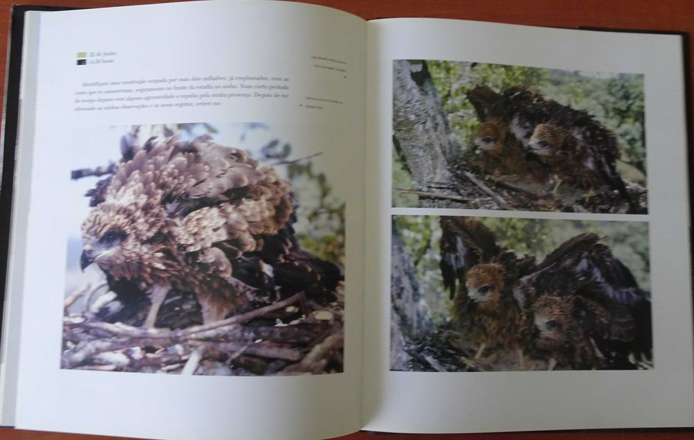Testemunhos da Vida Selvagem - Aves de Rapina de José Antunes Rito