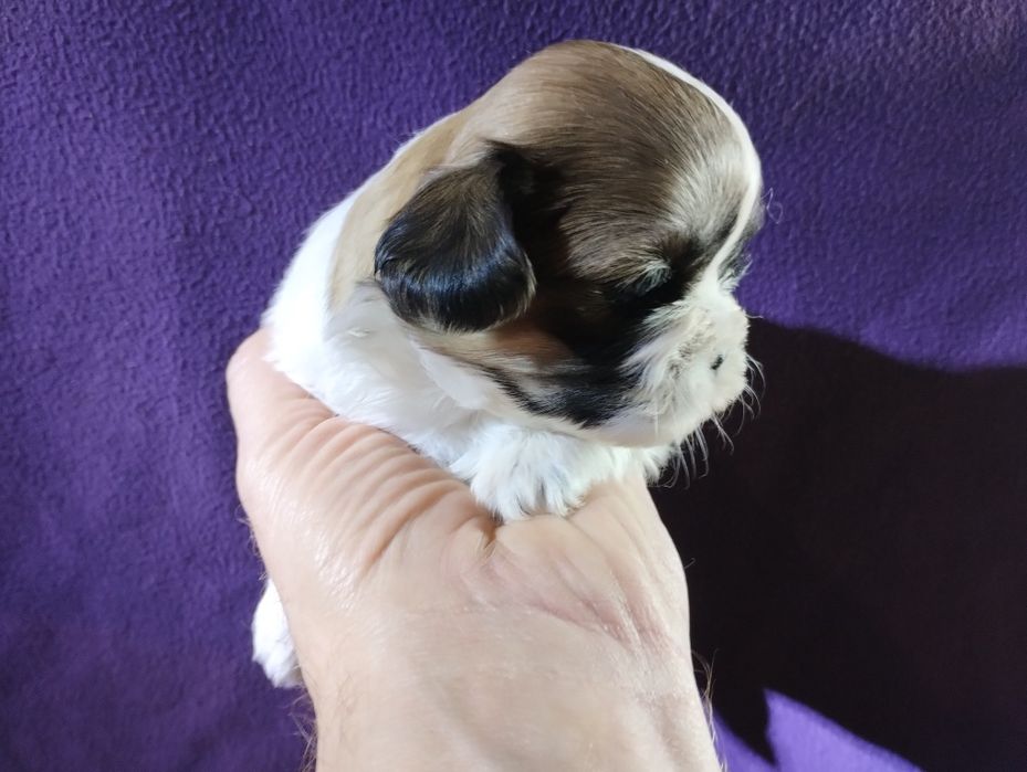 Shih TZU Shitzu tricolor