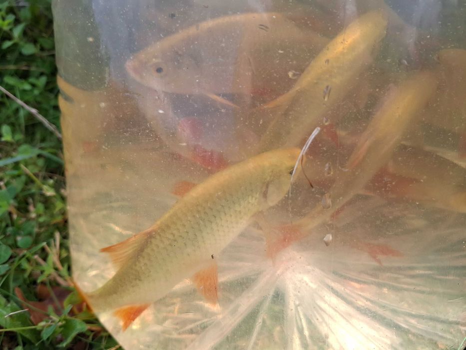 Wzgręga ( krasnopióra)