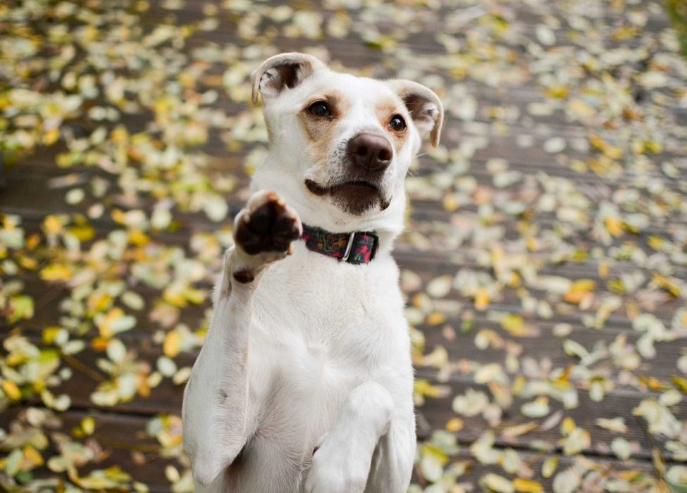 Forest pies ,który potrzebuje spokojnego domu