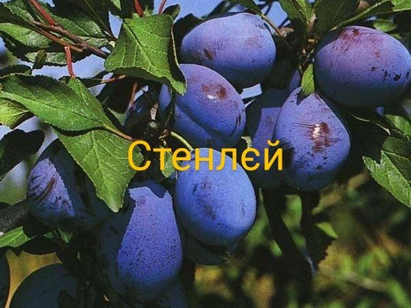 Саджанці плодових дерев
