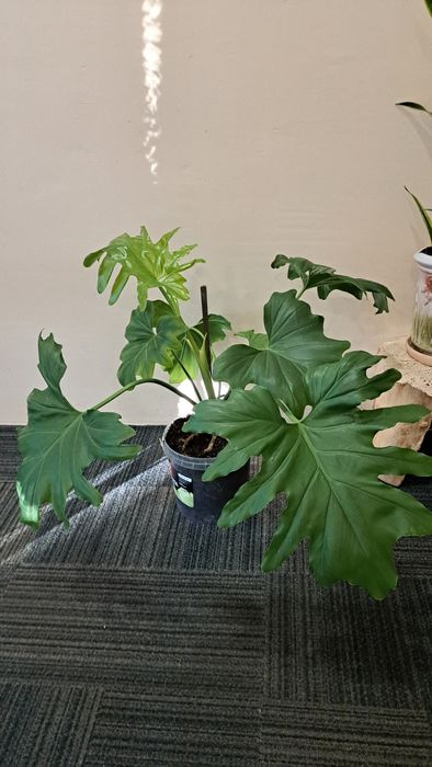 Філодендрон деревовидний