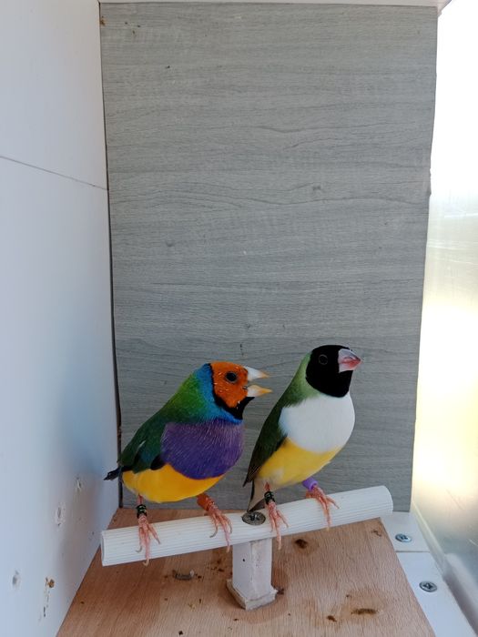 Diamantes de gould